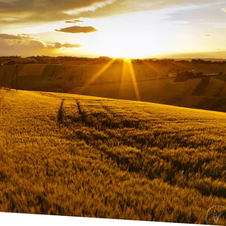 BENEFITS OF whole grain - Responsible