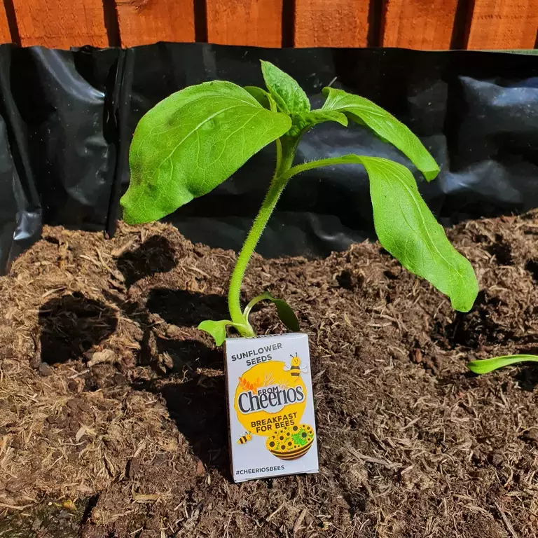 Cheerios Sunflower Seeds