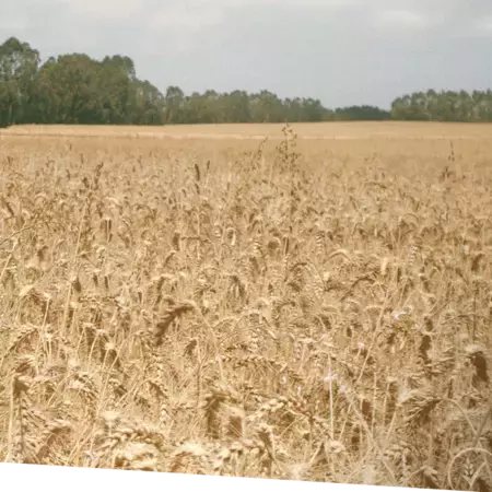 Whole from Field to Bowl: How We Make Tasty Breakfast Cereals