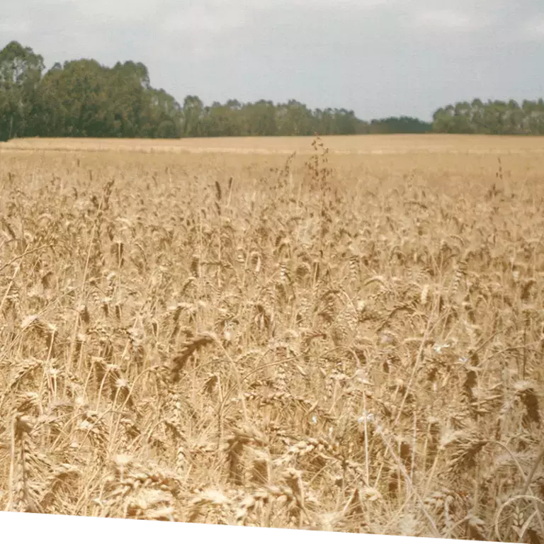 Todo desde el campo hasta el tazón: cómo fabricamos ricos cereales para el desayuno