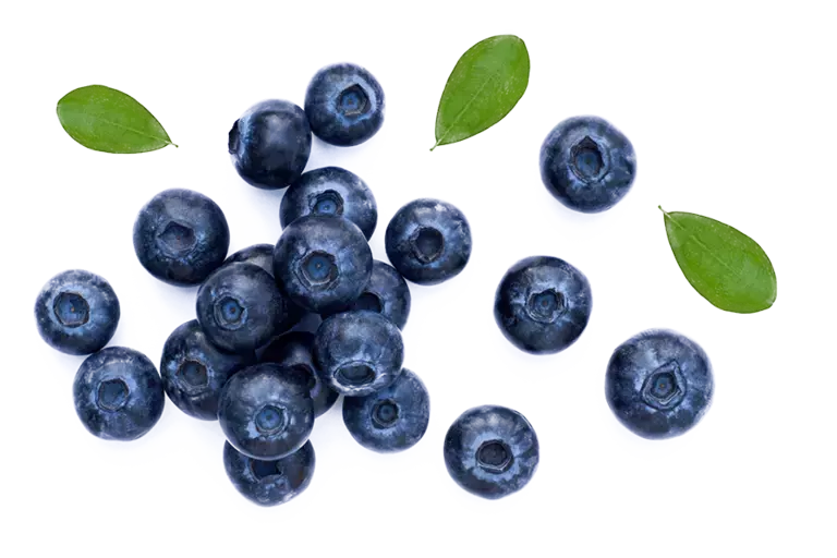moras azules
