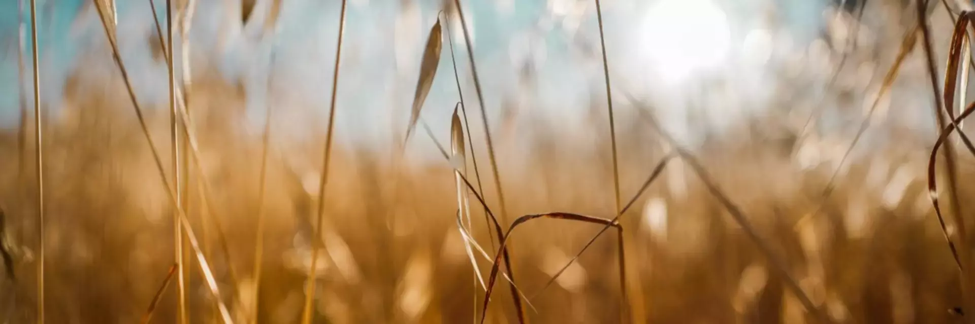 Grain