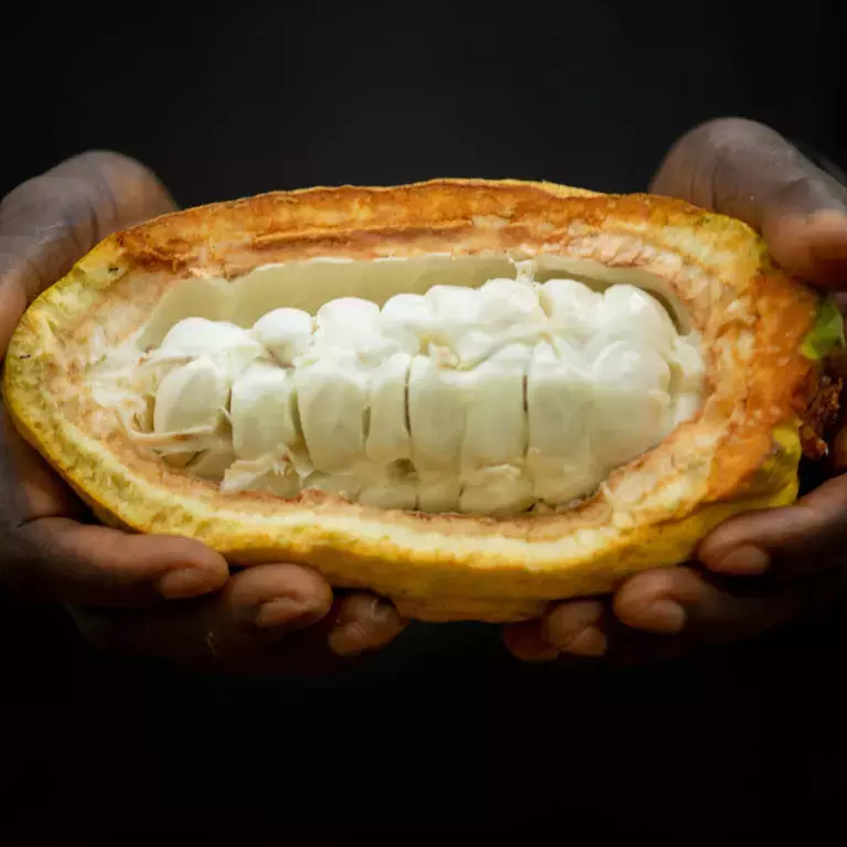 Cocoa_Plan_CPW_IMG_3677.jpg