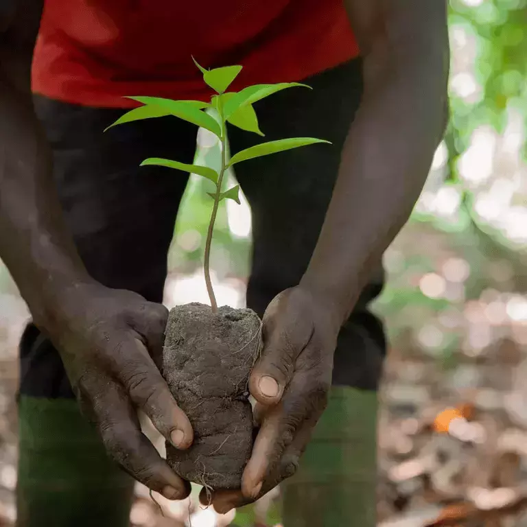 Nestlé Cocoa Plan