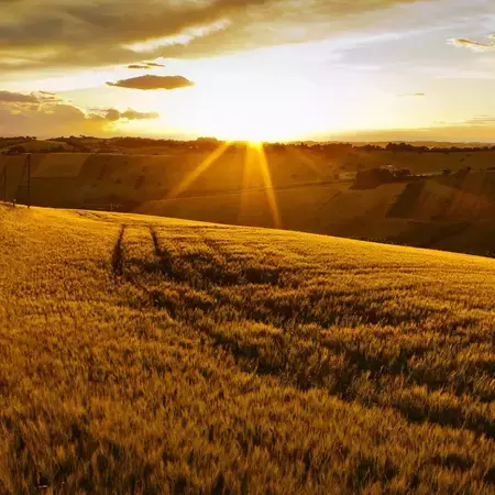 une vue d’un champ de blé au coucher du soleil