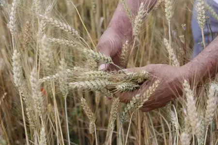 Nature image hands