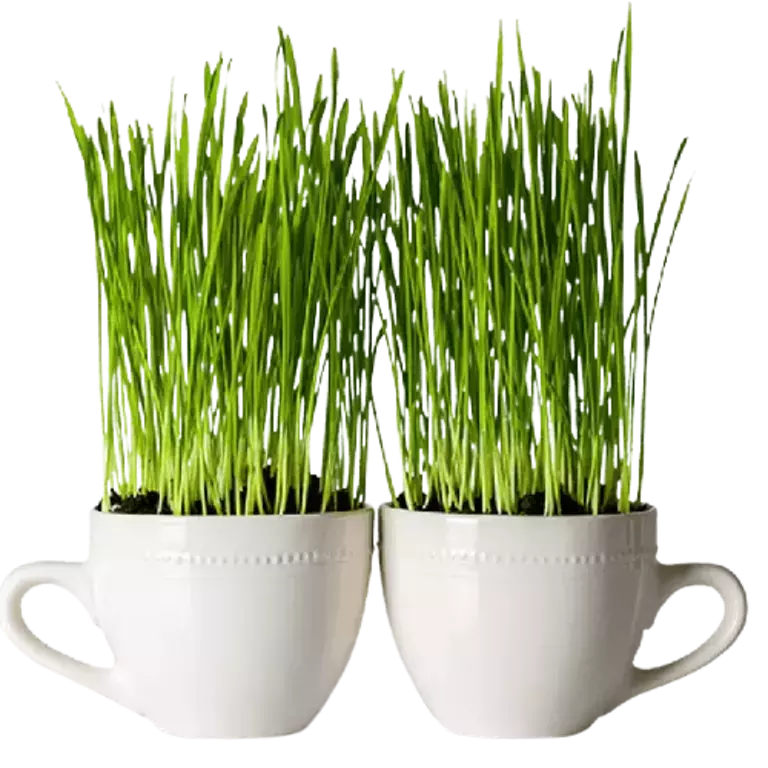 article_how_to_grain_illustration_06.png-removebg-preview.png Deux mugs dans lesquels les grains poussent