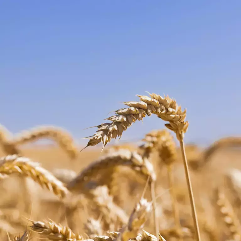 40003_CPUK_WHEAT_PLAN_1x1-1.jpg