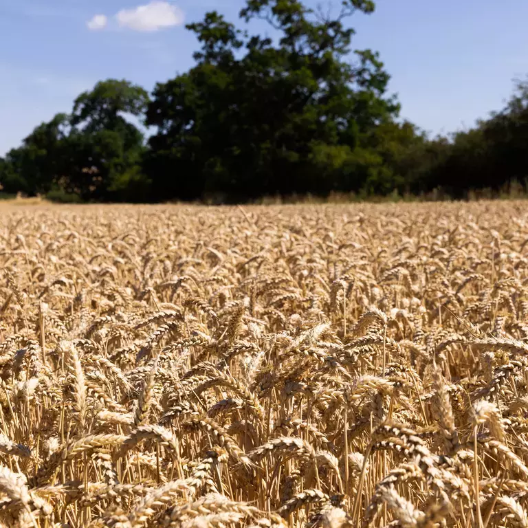 40003_CPUK_WHEAT_PLAN_1x1-7.jpg