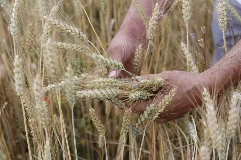 Nature image hands