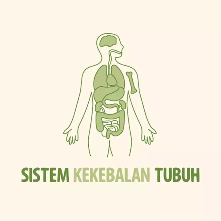 Immune System