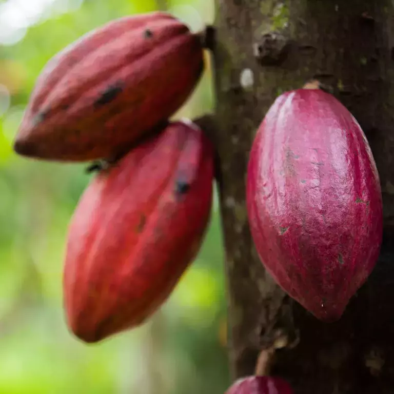 Cocoa_Plan_CPW_IMG_3538.jpg