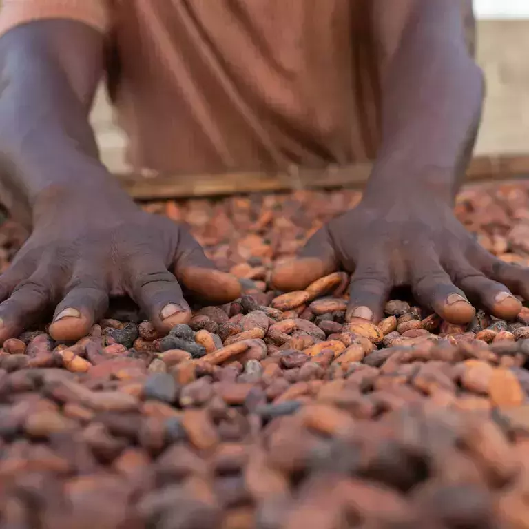 Cocoa_Plan