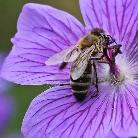 uk_nbc_beetobowl-beegarden_stagevisual