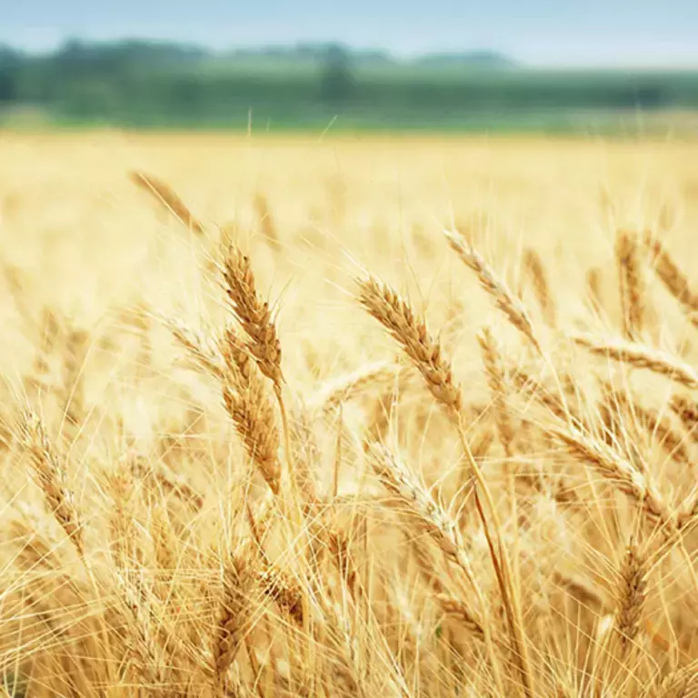 VÅRE LØFTER − BEDRE PLANET