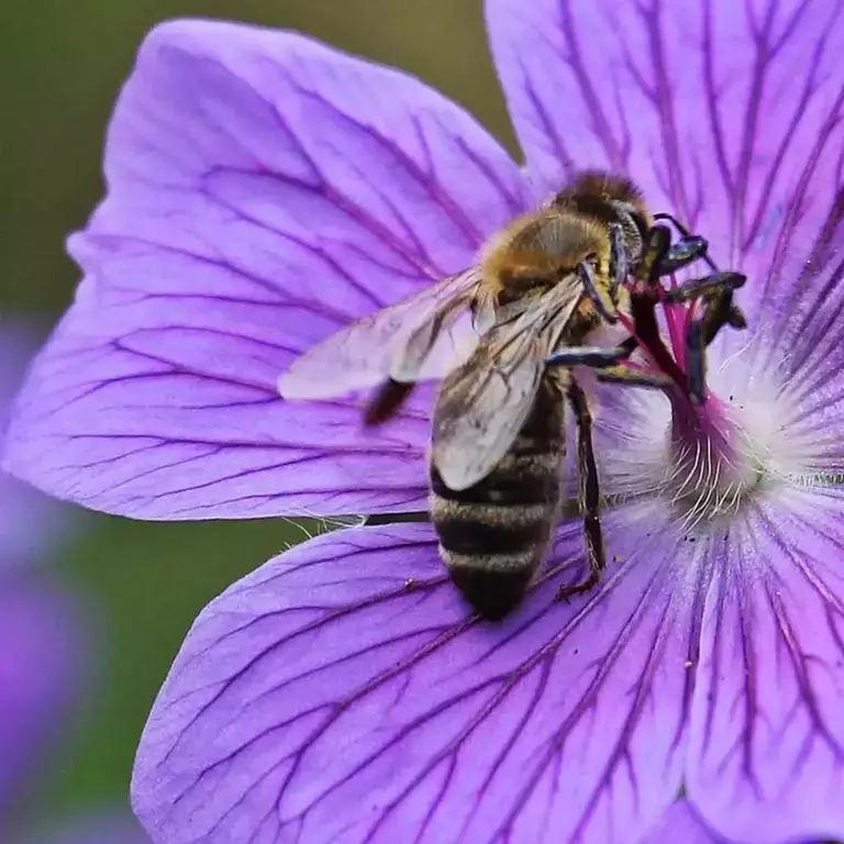 beetobowl-beegarden_stagevisual_001