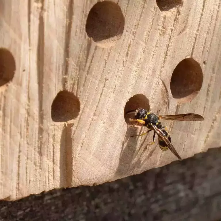 Alt_du_trenger_for_å_lage_ditt_eget_biehotell eu_nbc_bee-hotels_banner