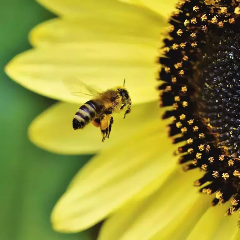 Flere_bievennlige_blomster eu_nbc_helpSaveTheBees_banner