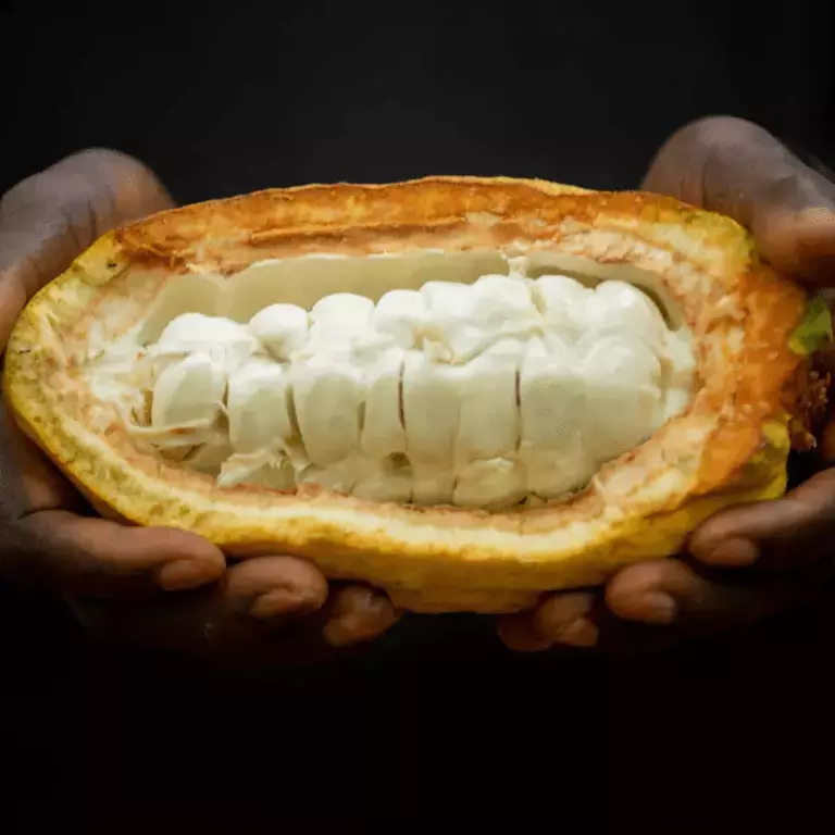 Cocoa_Plan_CPW_IMG_3677.jpg.png
