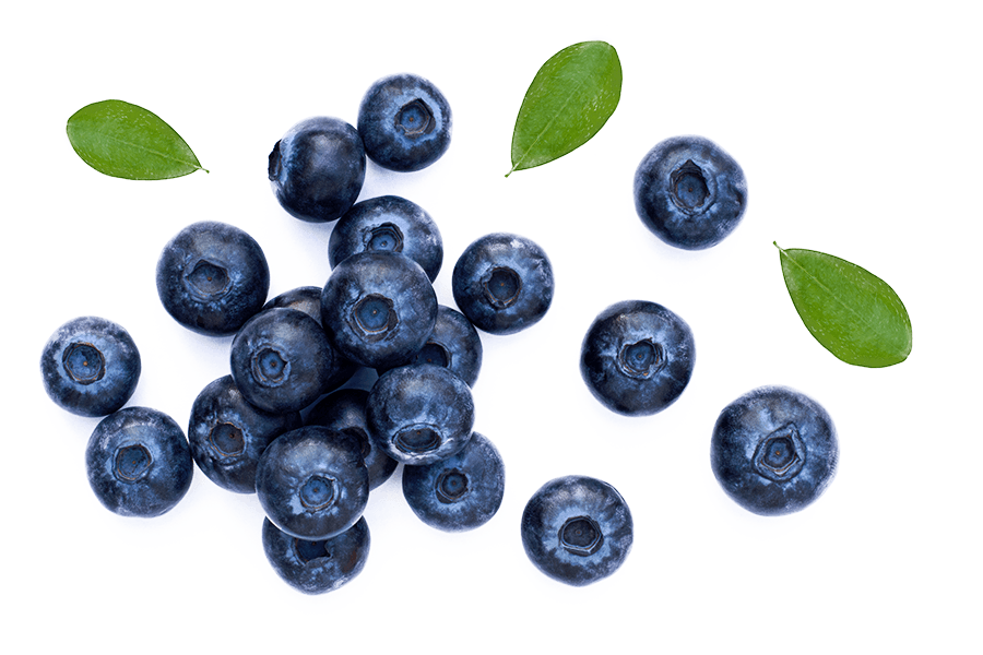moras azules.png moras azules