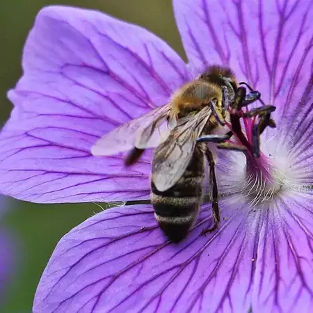 diy-bee-garden