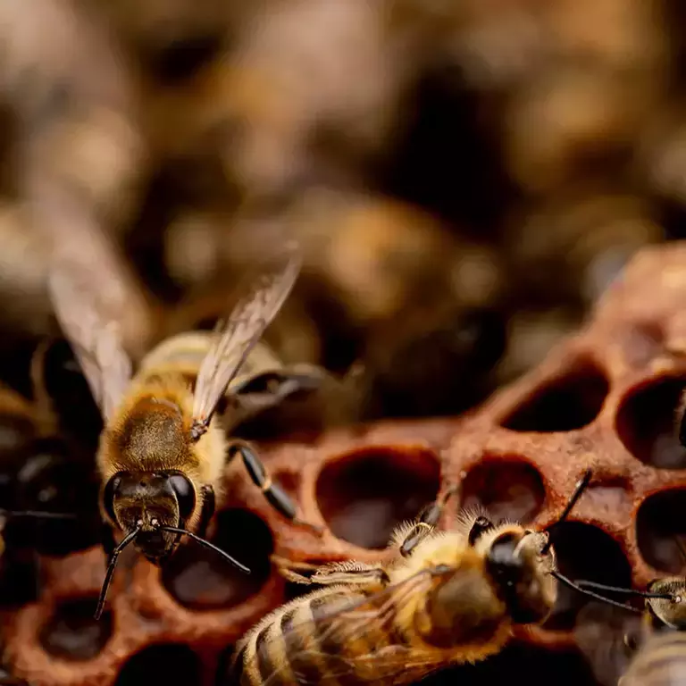 Save The Bee