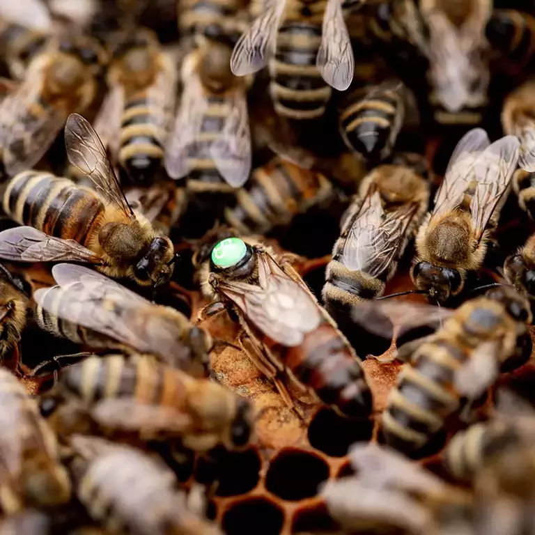 Save The Bee