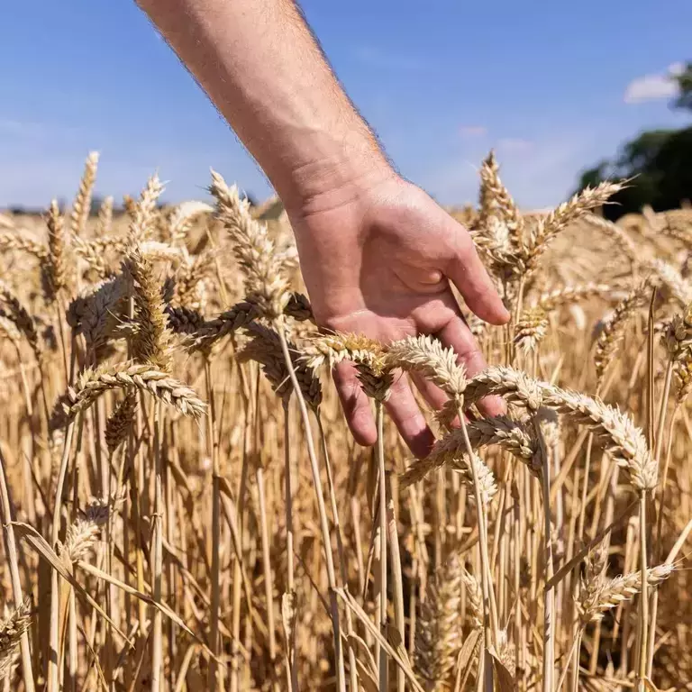 Image Wheat Hand