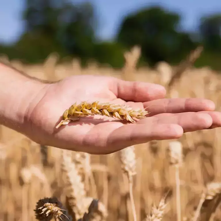 Image hand and wheat