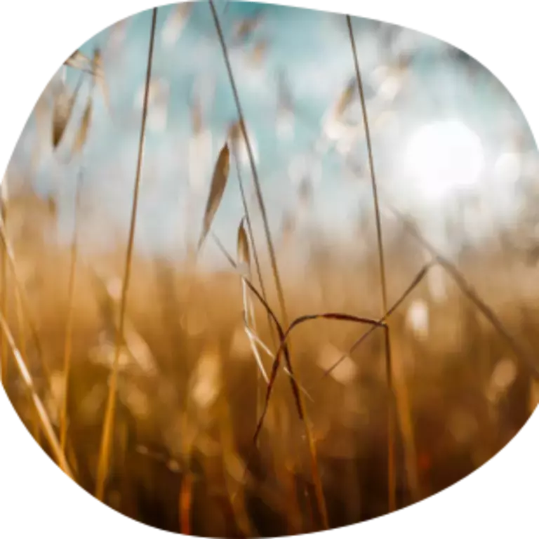 Grain background