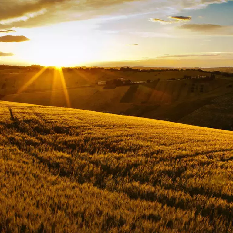 Vários tipos de cereais integrais