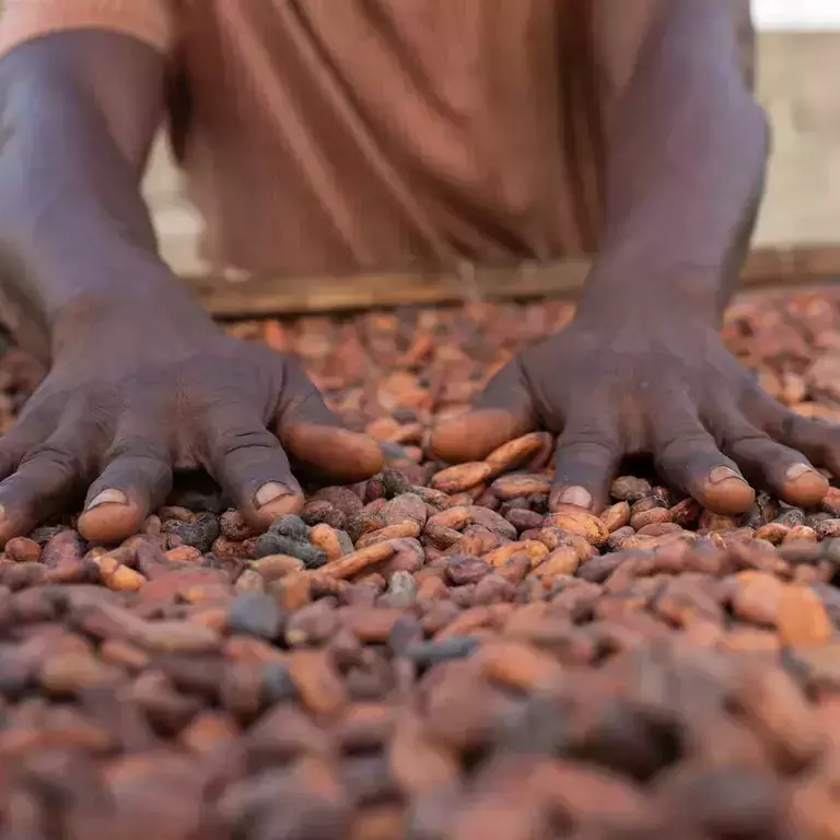 NESTLÉ COCOA PLAN