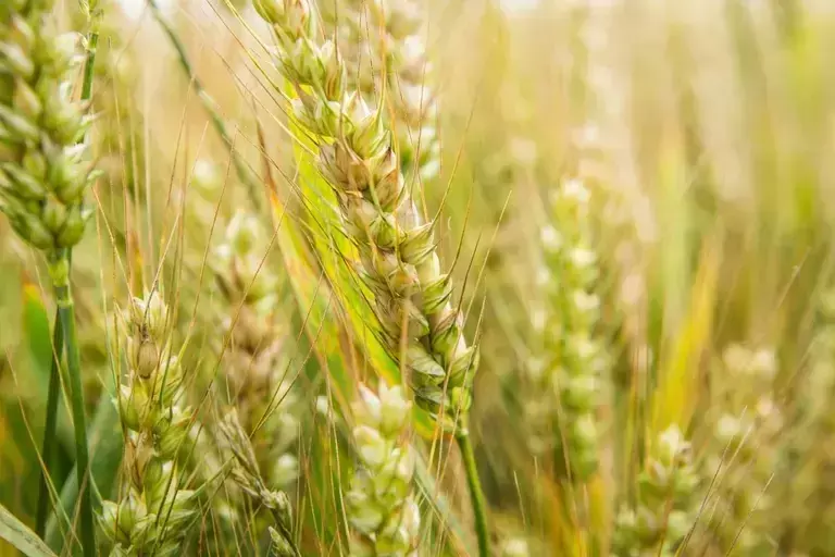 AGRICULTURA REGENERATIVA