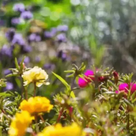 uk_nbc_beetobowl-beegarden_gardenvisual_001.png
