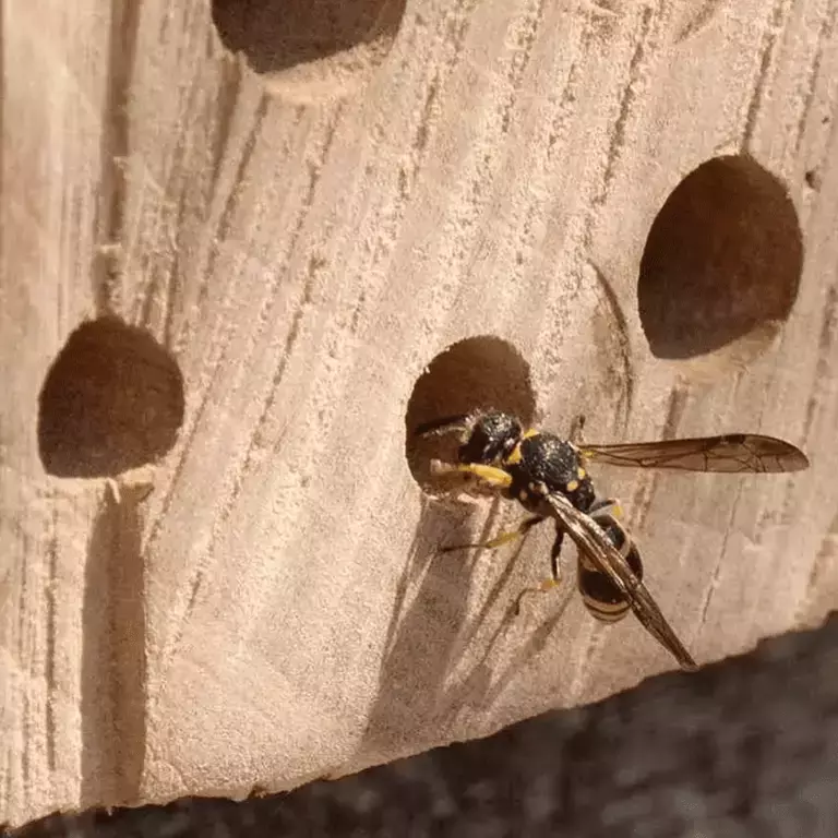 eu_nbc_bee-hotels_banner_001_0.png
