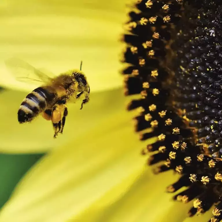 eu_nbc_helpSaveTheBees_banner_001