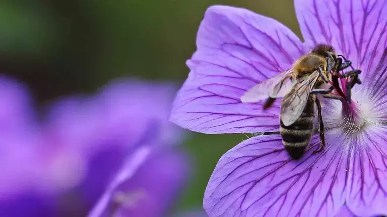 uk_nbc_beetobowl-beegarden_stagevisual_001