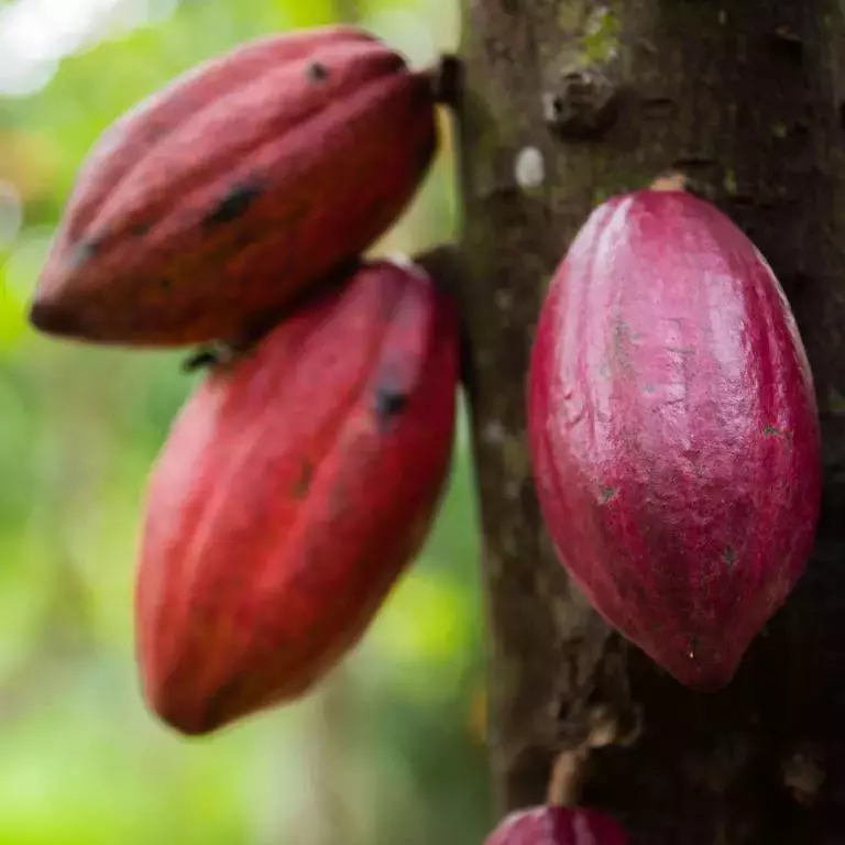 Cocoa_Plan_CPW_IMG_3538.jpg