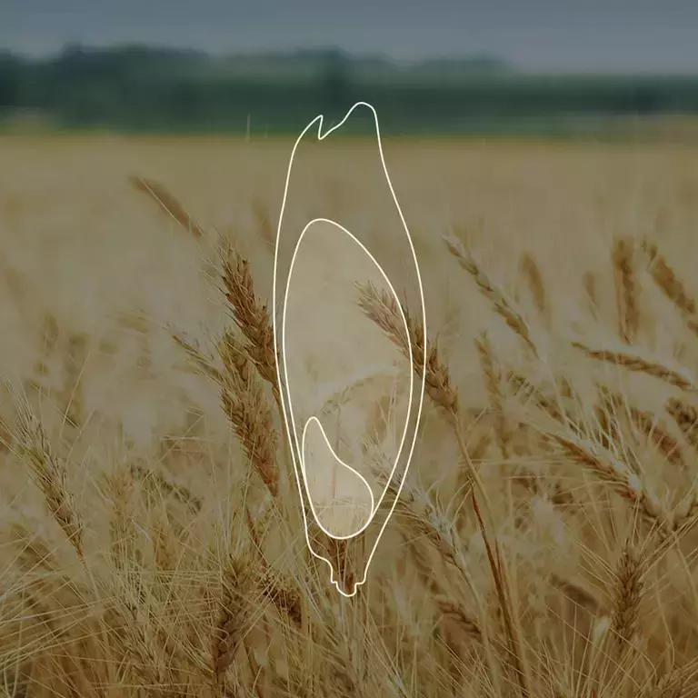 What is Whole Grain?