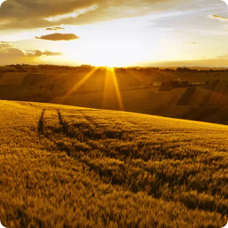 BENEFITS OF whole grain - Responsible