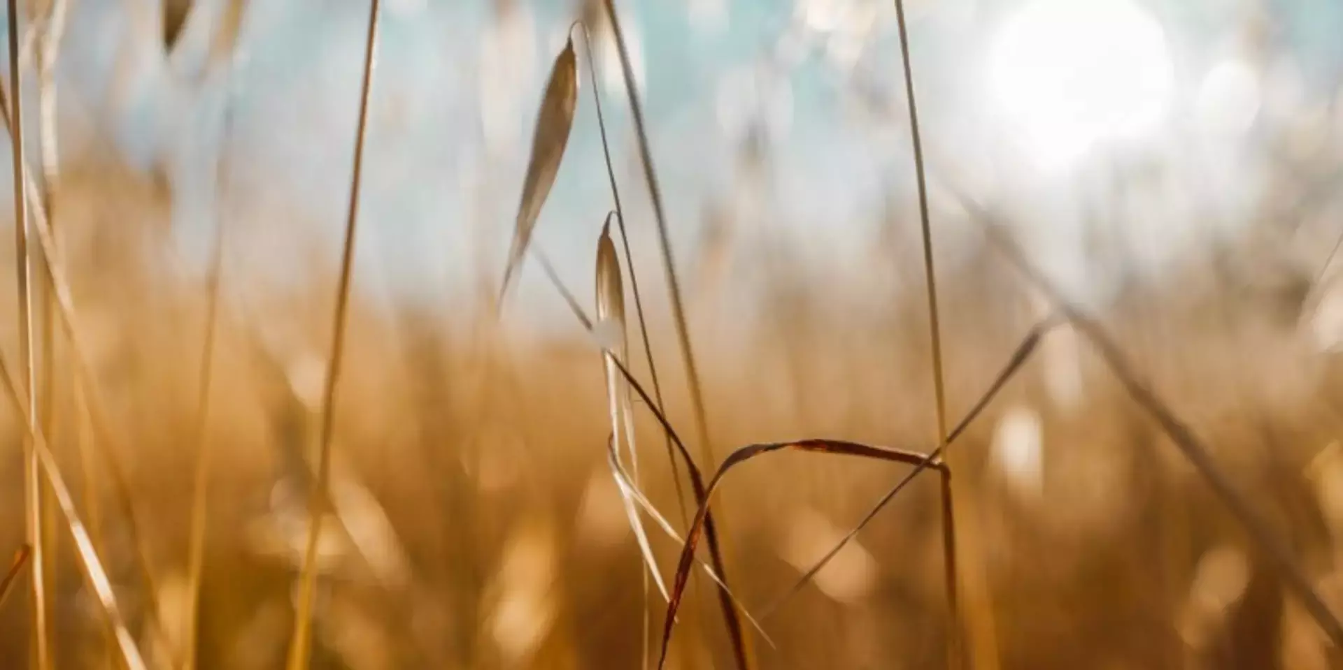 Grain