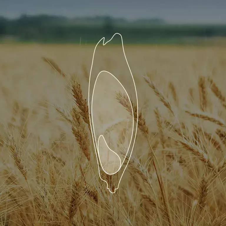 What is Whole Grain?