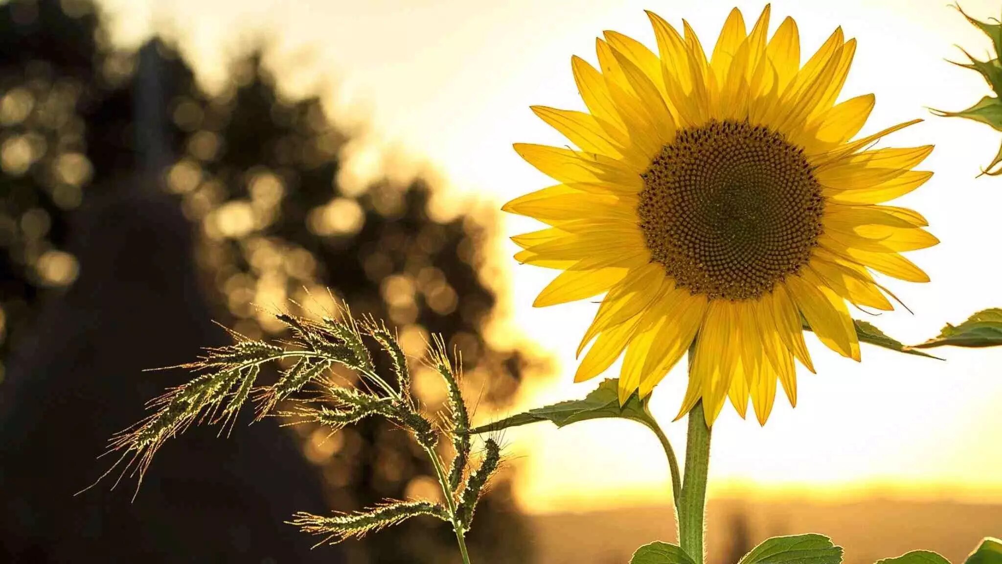 How to Grow Sunflowers Step by Step Nestlé Cereals