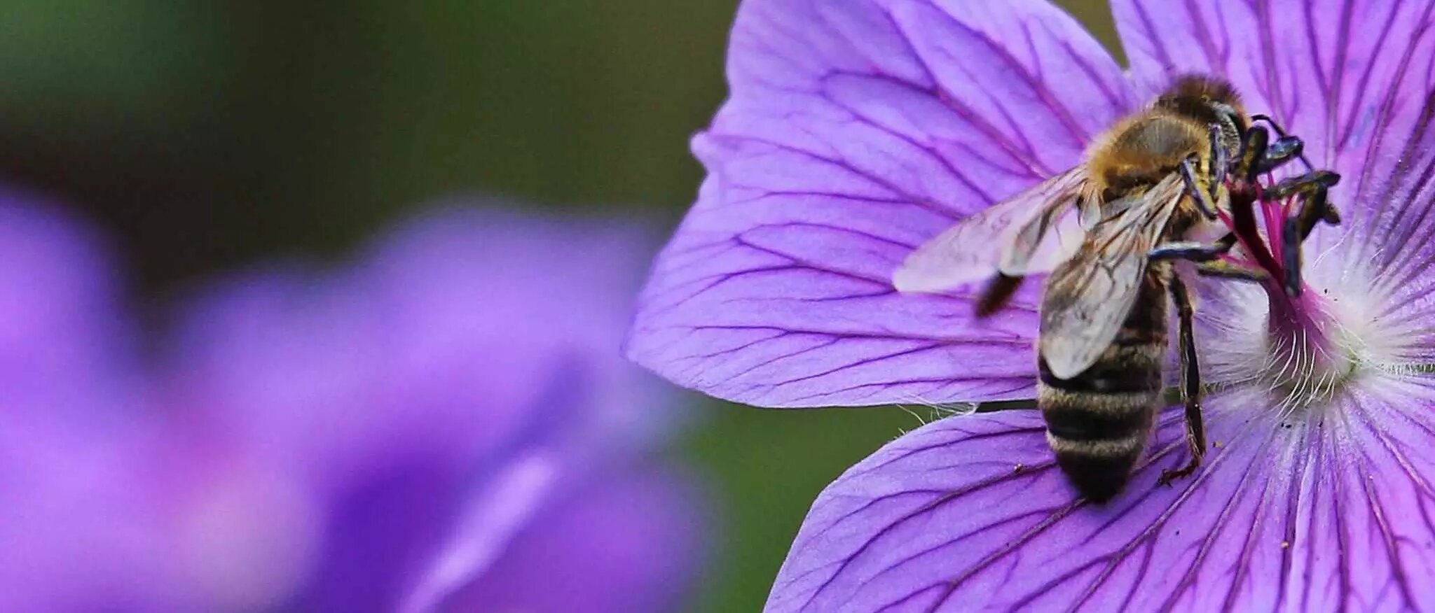 Top Tips for Planting a Bee Garden Nestlé Cereals