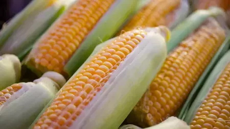 corn-facts