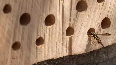 bee-hotels