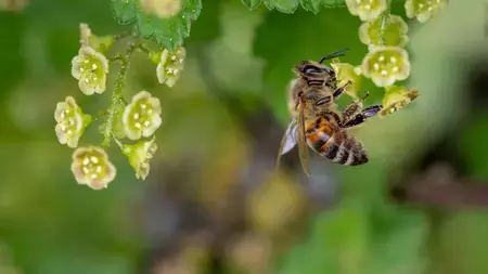 How Can We Help The Bees