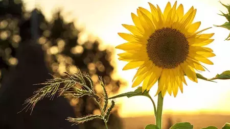 how to plant sun flower