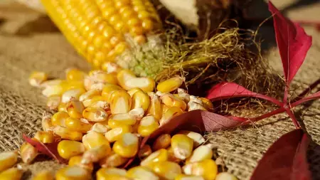 CORN