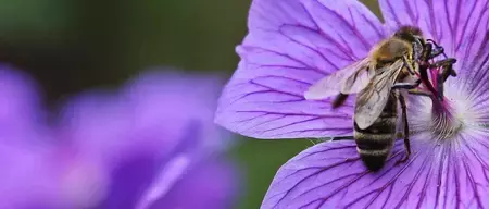 beetobowl-beegarden